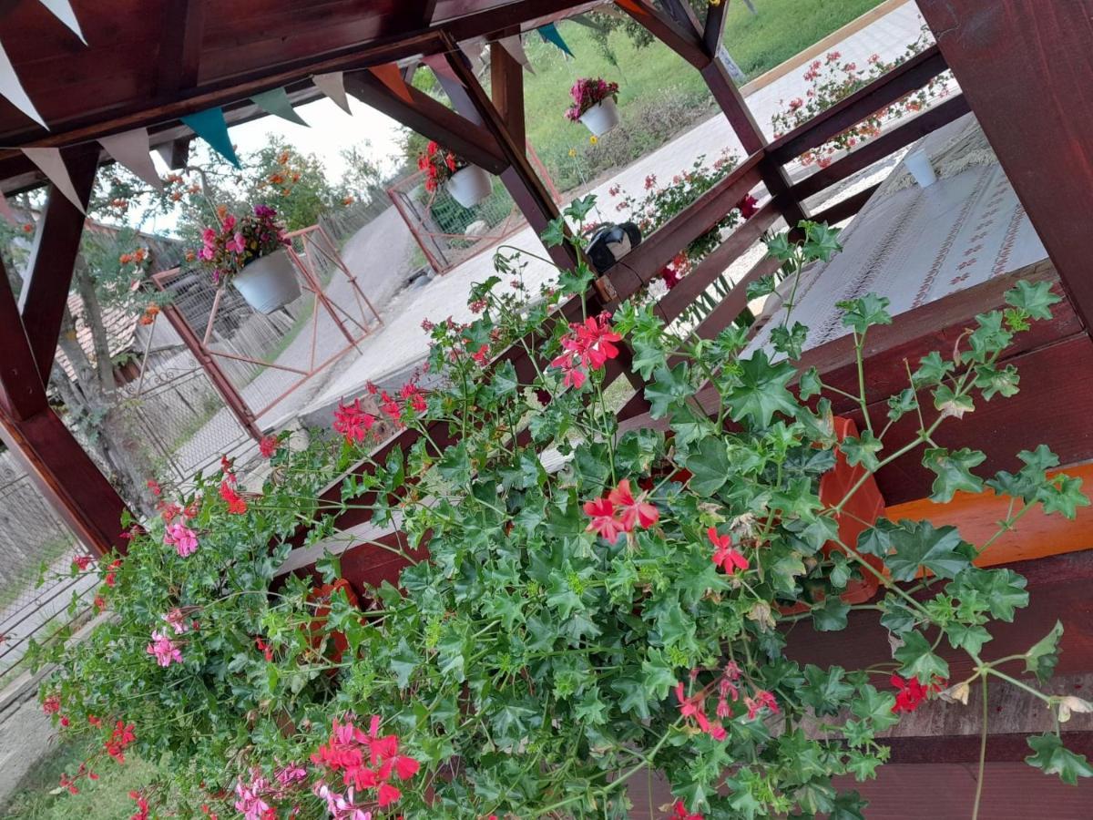 Casa Alex Hotel Topliţa Екстериор снимка